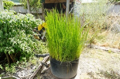 Eleocharis dulcis