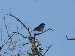 Microspingus melanoleucus