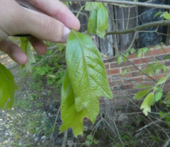 Amphibolips acuminata