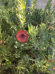 Protea × hybrida