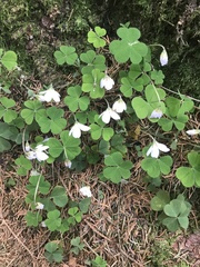 Oxalis acetosella