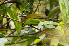 Thlypopsis superciliaris