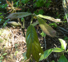 Amphibolips acuminata