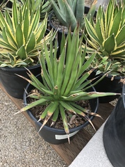 Agave ocahui