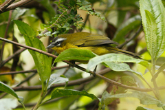 Thlypopsis superciliaris