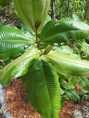 Miconia impetiolaris