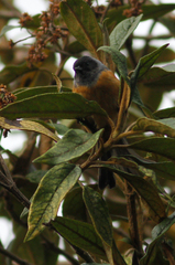 Conirostrum sitticolor