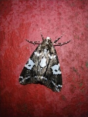 Lepidoptera