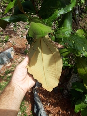 Miconia impetiolaris