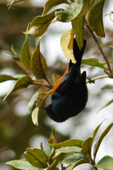 Conirostrum sitticolor