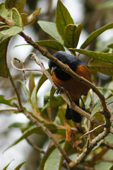 Conirostrum sitticolor