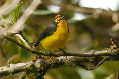 Myioborus melanocephalus