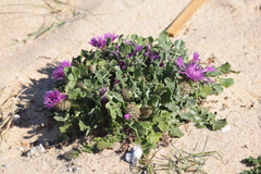 Centaurea polyacantha