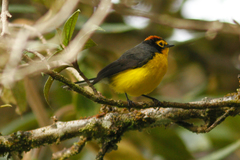 Myioborus melanocephalus