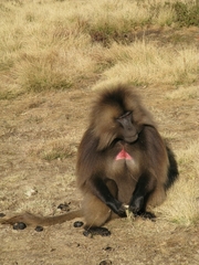 Theropithecus gelada