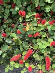 Acalypha pendula