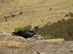 Corvus crassirostris