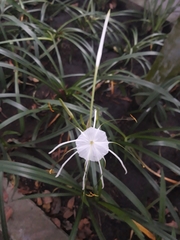 Hymenocallis liriosme