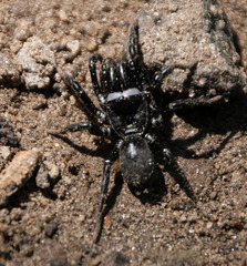 Sphodros niger