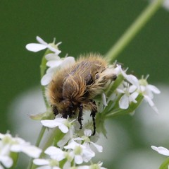 Tropinota squalida