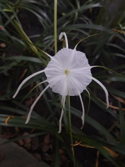 Hymenocallis liriosme