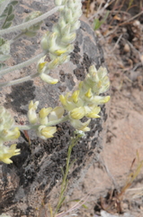 Astragalus tyghensis