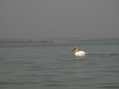 Pelecanus onocrotalus
