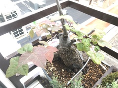 Liquidambar