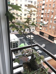 Liquidambar