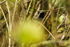 Atlapetes pallidinucha