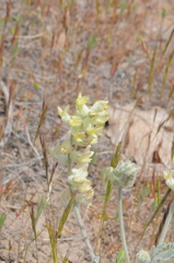 Astragalus tyghensis