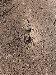 Pogonomyrmex rugosus