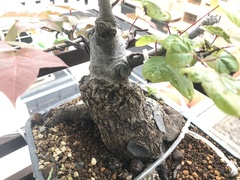 Liquidambar