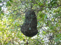 Polybia occidentalis