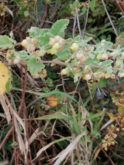 Hermannia floribunda