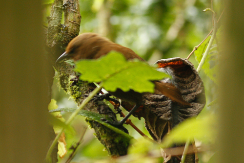 Rufous Wren (Cinnycerthia unirufa), photo 9