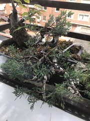 Juniperus