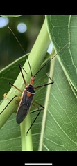Zelus grassans