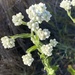 California Cudweed - Photo (c) nstassinopoulos, some rights reserved (CC BY-NC)