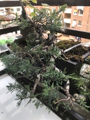 Juniperus
