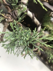 Juniperus