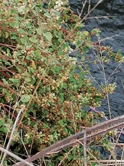 Hermannia floribunda