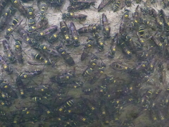 Polybia occidentalis