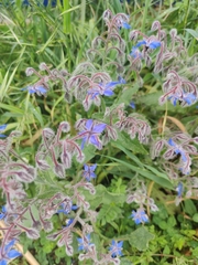 Borago
