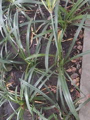 Hymenocallis liriosme