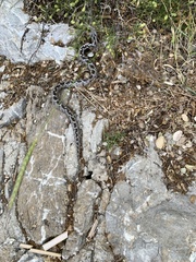 Montivipera xanthina