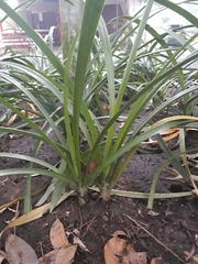 Hymenocallis liriosme