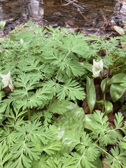 Dicentra cucullaria