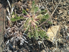 Potentilla chinensis