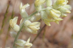 Astragalus tyghensis